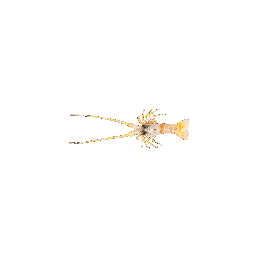 THE LOBSTER Fish Us 54Gr.