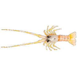 THE LOBSTER Fish Us 54Gr.