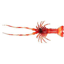 THE LOBSTER Fish Us 54Gr.
