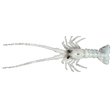 THE LOBSTER Fish Us 54Gr.