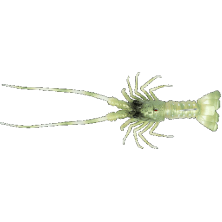 THE LOBSTER Fish Us 54Gr.