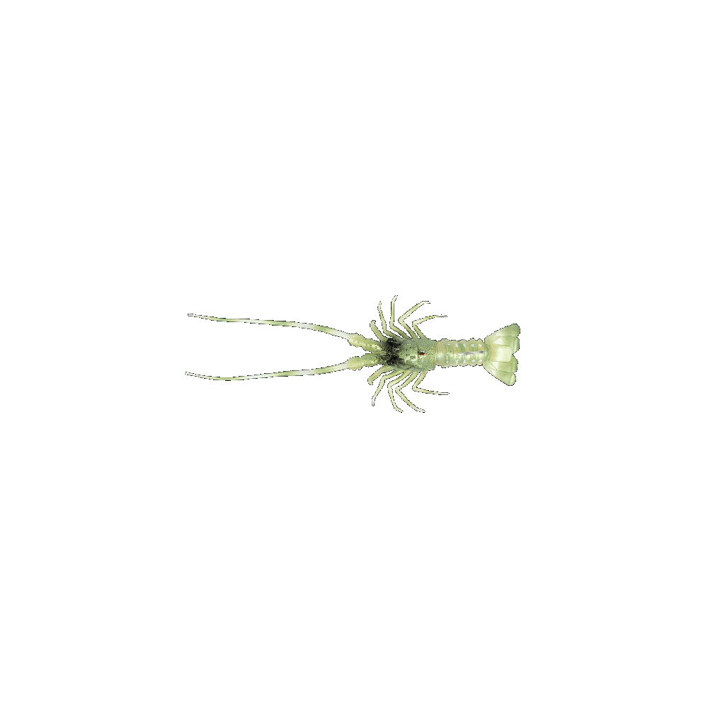 THE LOBSTER Fish Us 54Gr.