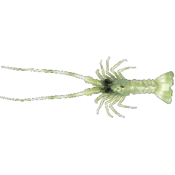 THE LOBSTER Fish Us 54Gr.
