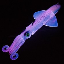 XIPI EVO 170MM 190GR JLC