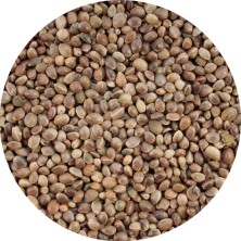 SEMI SINGOLI CANAPUCCIA...