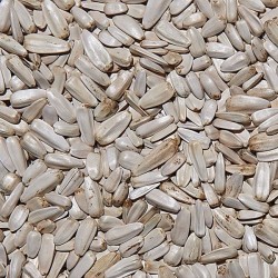 GIRASOLE BIANCO 600GR VERSELE-LAGA