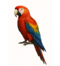PAPPAGALLI