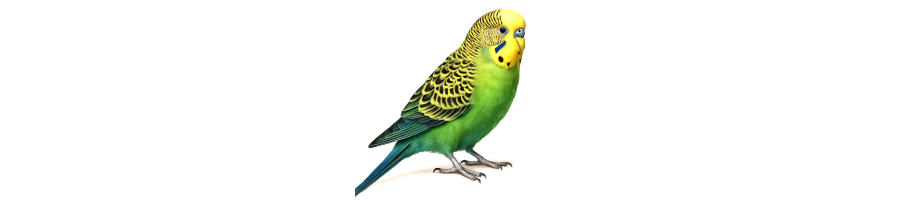COCORITE