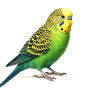 COCORITE