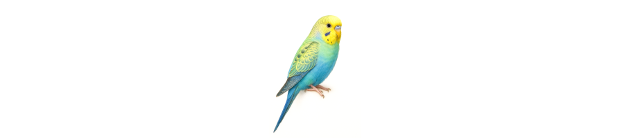 COCORITE