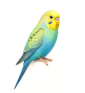 COCORITE